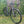 Kinesis 4S Tiagra Road Bike - Graphite Grey