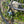 Kinesis 4S Tiagra Road Bike - Graphite Grey