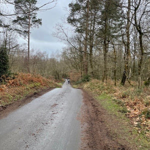 Winding road through a forest with trees on both sides.