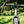 Close-up of a Kinesis head badge and handlebar with blurred greenery in the background
