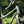 Close-up of a Fernweh bicycle with 'KINESIS' head badge on a blurred green background