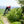 Tripster AT Plus being ridden into a field from the woods.
