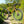 Kinesis Gravel Bicycle on a dirt path with greenery in the background