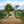 Kinesis Gravel Bicycle on a dirt path with greenery in the background, Kinesis Tripster Aluminium all terrain bike