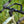 Close-up of bicycle handlebar with 'FARR' labels against a blurred green background