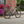 A Kinesis Titanium GTD road bicycle with black components parked on a paved street in front of a brick building with pink flowers.