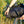 A close-up outdoor shot of a person securing a Wholegrain Cycles black bicycle pannier bag with straps to a bike rack on a bicycle, with grass and a wire fence in the background.